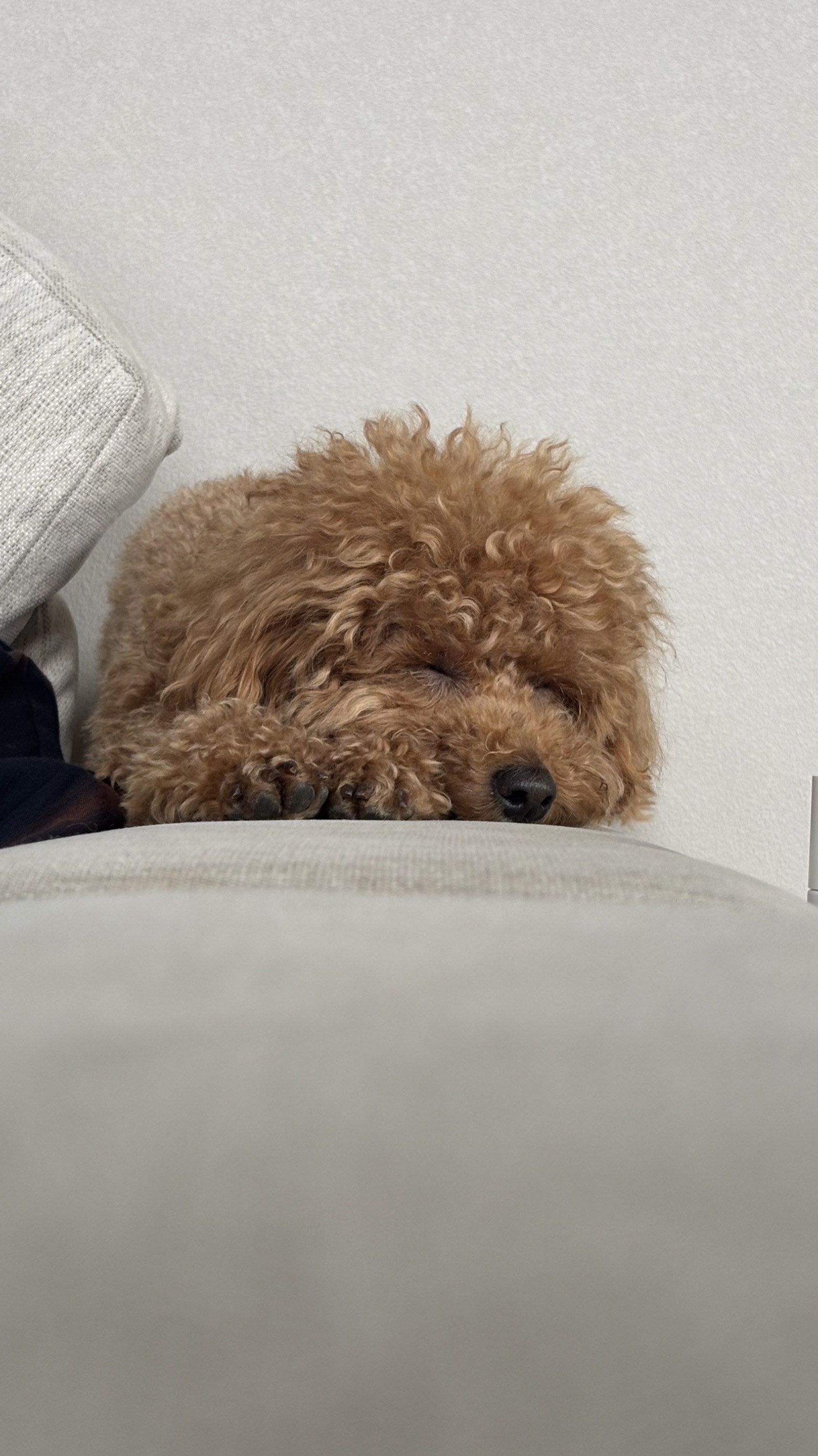 ソファのすきまで眠るくむ